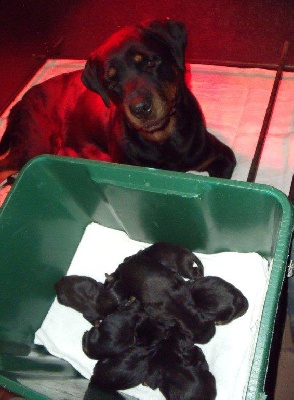 du gue du saut - les chiots a anja son né le 5 janvier 5 males et 3 femelles 