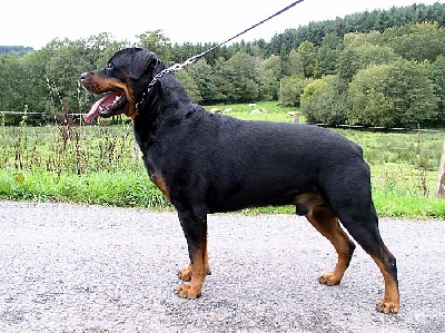 du gue du saut -  grand pére des chiots ramon des guerriers pacifiques                                                                                                                    