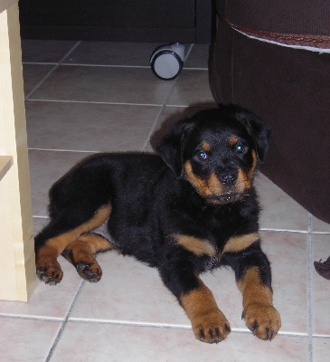 du gue du saut - chiot femelle dans sa nouvelle famille sur lyon