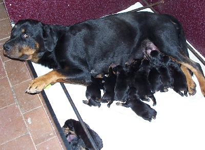 du gue du saut - anja du gue du saut et sa troupe de 11 chiots de 8 jours 