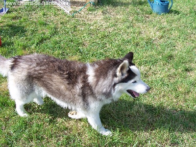 du gue du saut - décés de horace a 14 ans mon husky