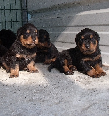 du gue du saut - les chiots née le 15 aout sont tous reserver 