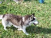  - décés de horace a 14 ans mon husky