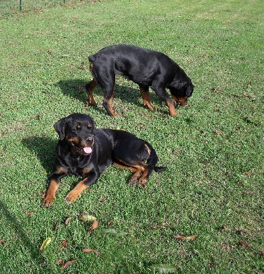 du gue du saut - CHIOTS A ANJA ET BRUCE DISPONIBLE DEBUT MARS SI TOUT CE PASSE BIEN 